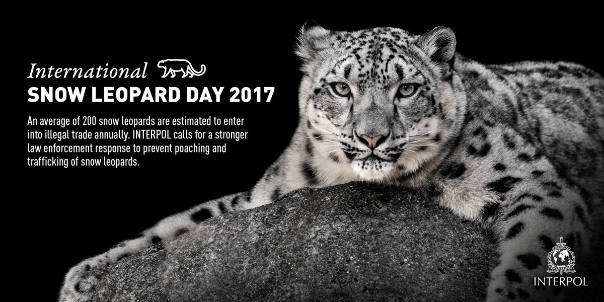 INTERPOL_EC's tweet image. Happy International #SnowLeopardDay! In 2013 today, the landmark Bishkek Declaration on the conservation of this elusive big cat was adopted