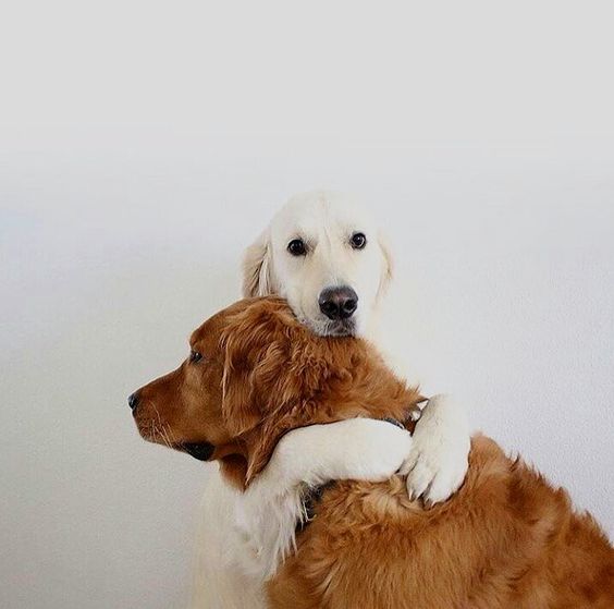 VetShopAU's tweet photo. Sometimes all you need is a #hug 😊🐶💕 https://t.co/lYzSvbNHJQ