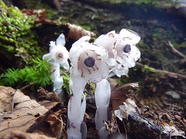 まるで目玉のような姿への変化が神秘的…！植物界のハロウィン・銀龍草！