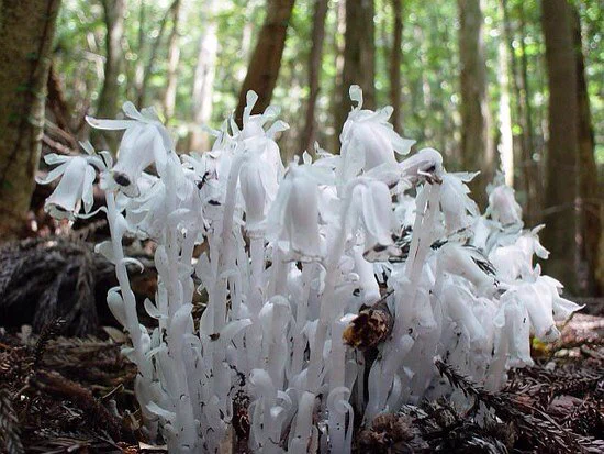 まるで目玉のような姿への変化が神秘的…！植物界のハロウィン・銀龍草！