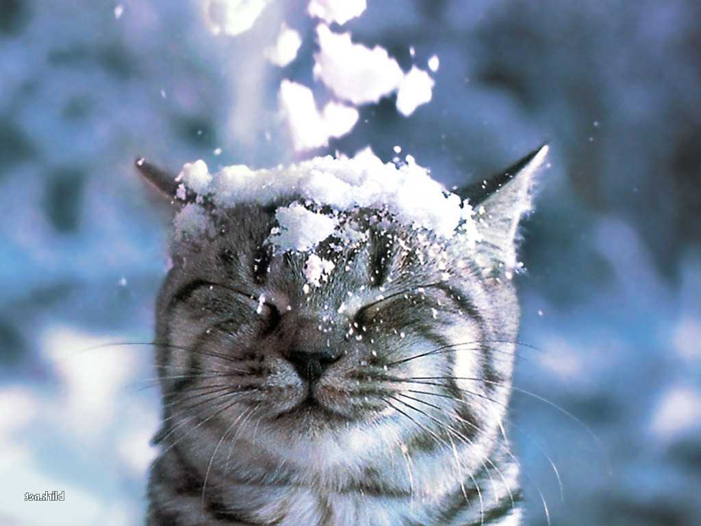 Wenhamania's tweet photo. It's time! First snow.... ❄️❄️❄️ https://t.co/6nDS2fFr3H