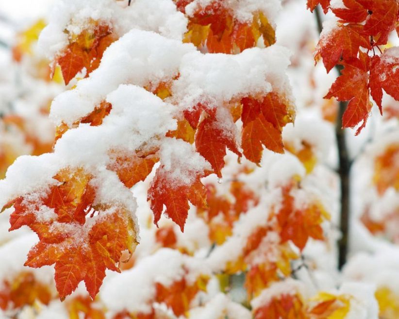 Wenhamania's tweet photo. It's time! First snow.... ❄️❄️❄️ https://t.co/6nDS2fFr3H