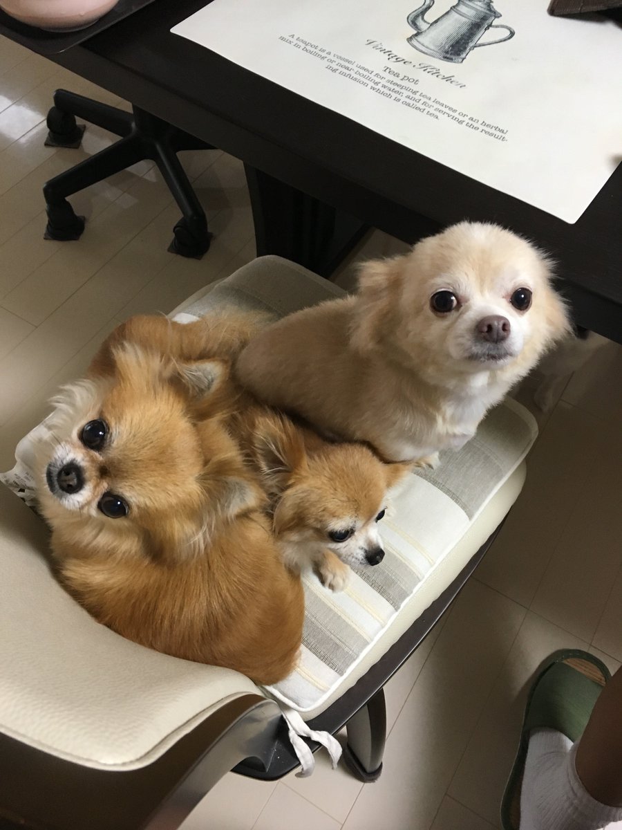 murasetosou's tweet photo. おかあちゃん、つぶれそうです（笑）
タケルもへんな振り向き方。 https://t.co/p3GJAIrl0w