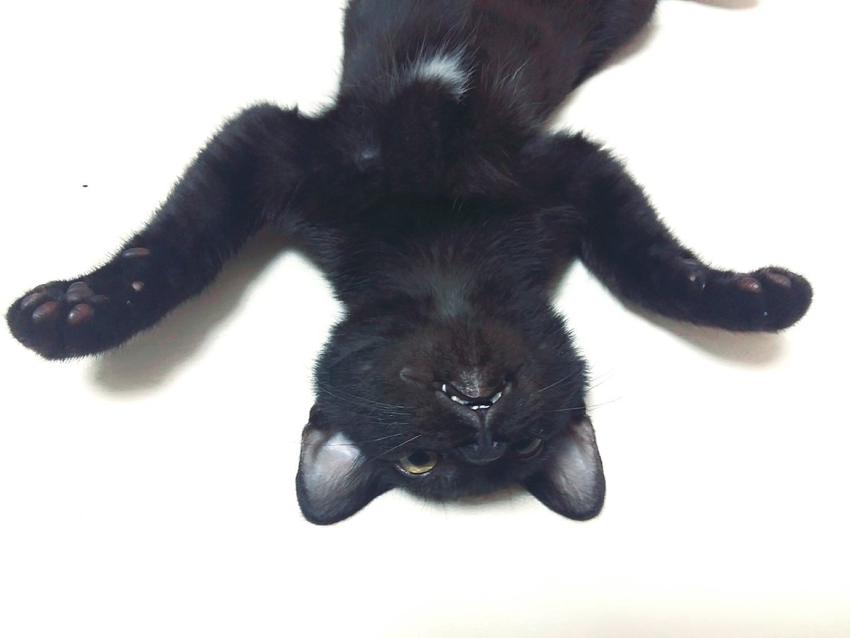 pinkrozz1's tweet photo. #ねこの写真ヘタクソ選手権
깜비 유쾌하다 https://t.co/xStTQ2Wp6L