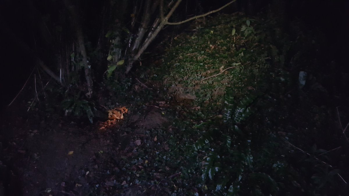 Surrey_Badger's tweet photo. WSBG humbled by tireless volunteers enduring cold nights, wet feet and harrowing gun shots to protect our #Badgers #stopthecull #teambadger https://t.co/pvhPK6iERJ