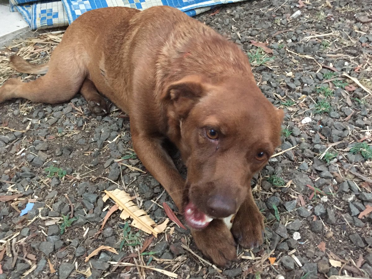 ATA_by_BDM's tweet photo. Mexie is well arrived at home - New Caledonia - https://t.co/FcOTXkEYW8 https://t.co/tXHAuRSzn7