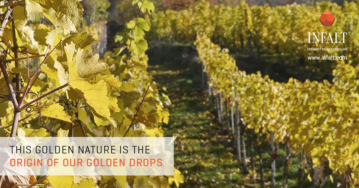 INFALT_'s tweet photo. Can you imagine a more beautiful workplace? ☀️🍇🍂
#INFALT #vineyards #gold #sparklingwine #CrémantdeLuxembourg #nature https://t.co/9x2NbEAHU1