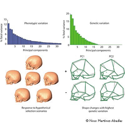 TransmitScience's tweet image. Do not miss a thing!
#TScourse From Phenotype to Genotype!
#Scholarships available for PhD students
transmittingscience.org/courses/geneti…
