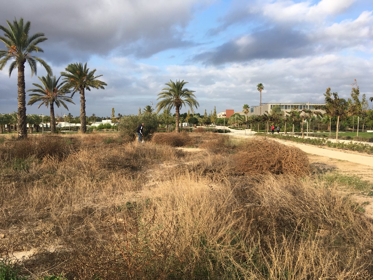 Otro lunes que empieza, y habrá que recoger esas olivas de los árboles de la #UMH #FelizLunes ya de paso... que alguien quite los matojos 🙃