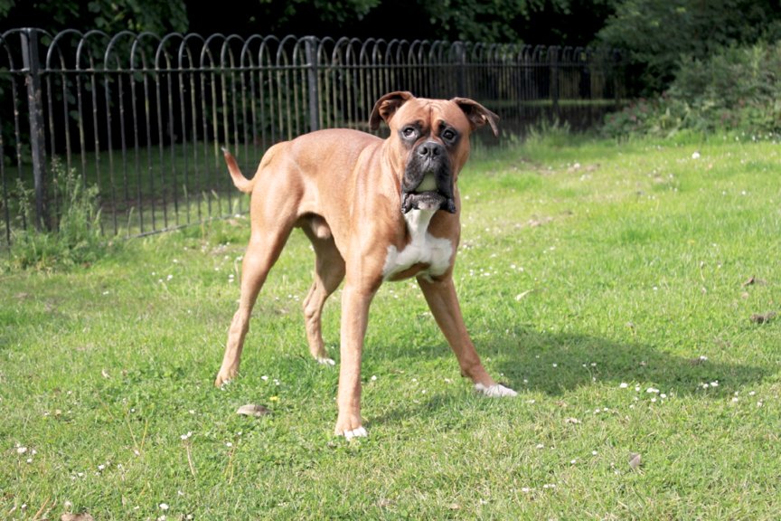 ButternutBox's tweet photo. Throw back to when it was summer and I saw 3 squirrels after catching a tennis ball. You heard me, 3 squirrels!! Jaw dropping… 🐿 #BBoxer https://t.co/lTl2o6S8gx