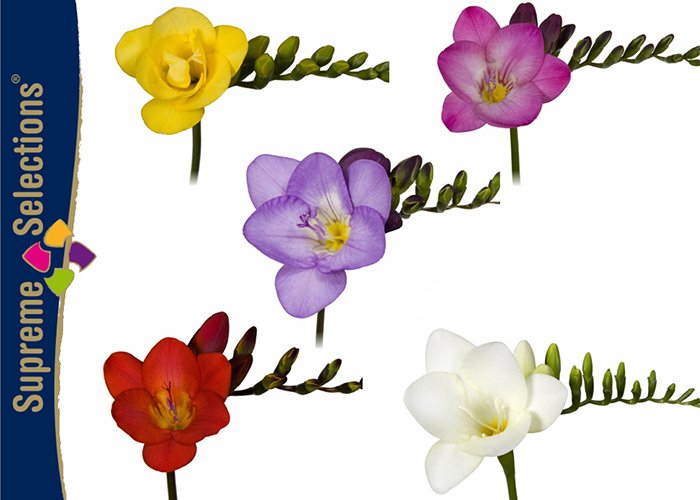 hilverdadeboer's tweet photo. Our Freesia action week starts today! Get inspired by #FreestyleFreesia and@FlowerFactorINT. Watch https://t.co/kLtJCLvGwQ https://t.co/Kf3qn4qhWC