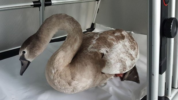 Machinist zet trein stil om gewonde zwaan mee te nemen - RTL Nieuws dlvr.it/Px6N11