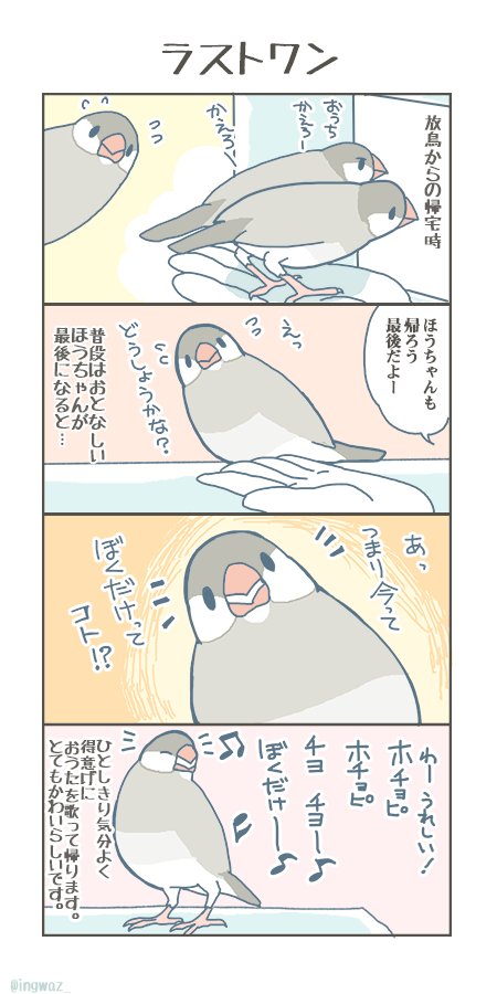 ラストワン。

#buncho #javasparrow #文鳥 