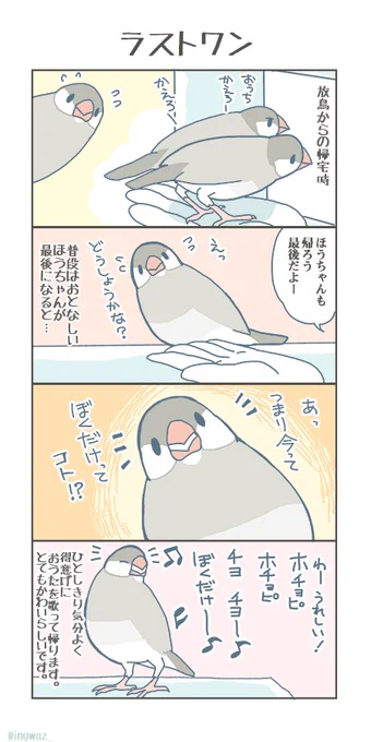 ラストワン。

#buncho #javasparrow #文鳥 