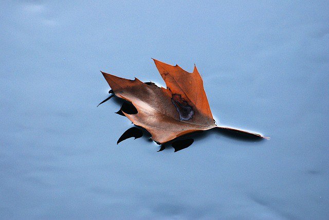 beau_garden's tweet photo. Photo By Stevebidmead | Pixabay 
 #floatingleaf #autumn #driedleaf #horticulture #horticulturelife #horticulturetherapy #horticulture360 https://t.co/SeRl5xDSrP