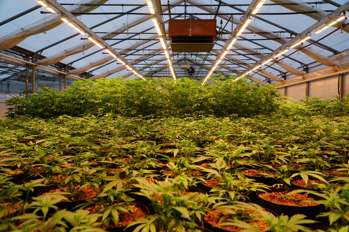 SANlight tweet media