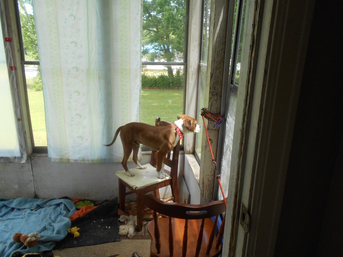 jwmystical's tweet photo. @TankandTrixie Here's Mr Rocky on his chair, with a view! Rough time out space! #jonis https://t.co/XCCvl61d49
