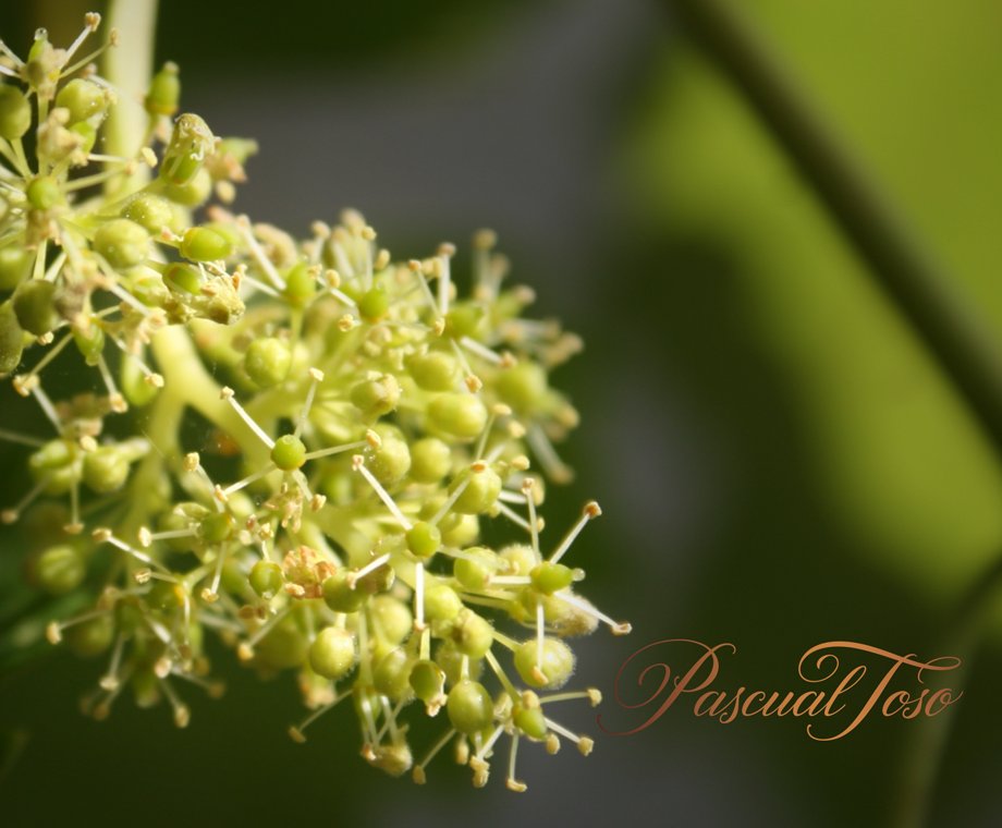 After months of hard work, the 2018 harvest was born in #Barrancas. #pascualtoso #wearebarrancas #vine #vineyards #winelovers