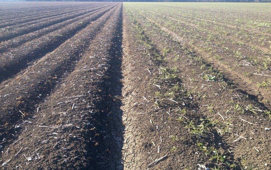 <a href="/PaulMacAHRI_PUL/">Paul Mcintosh</a> Sharpen 25g + glyphosate 450 1.5 L + MSO  1% (L) will take out that peachvine vs fluroxapyr 200 400mL +glyphosate 450 1.5L 3 DAT.