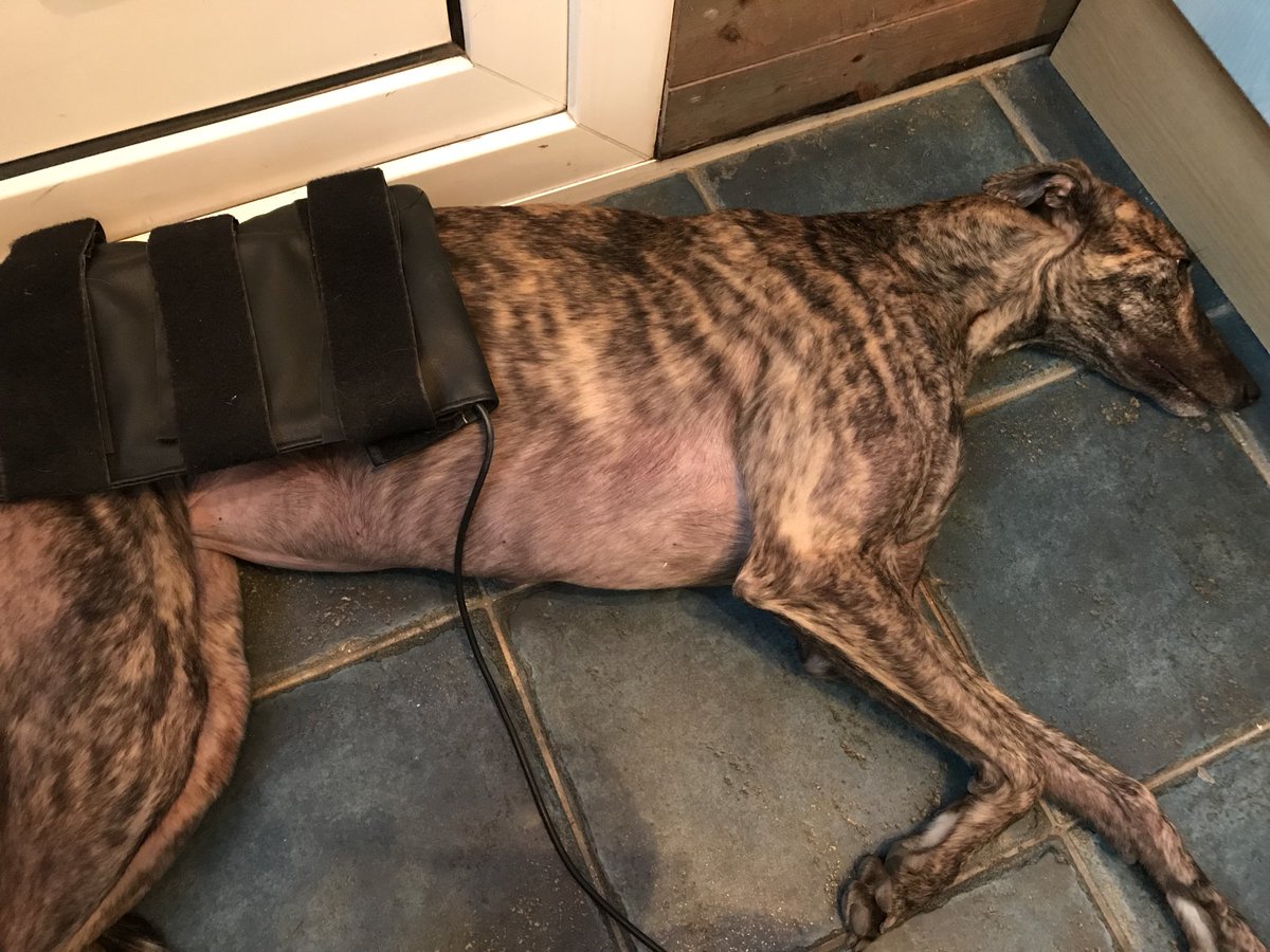EGREENphysio's tweet photo. Physio for racing greyhounds https://t.co/uykYIMK44V #caninephysioyorkshire https://t.co/6rHv9g9Hrx
