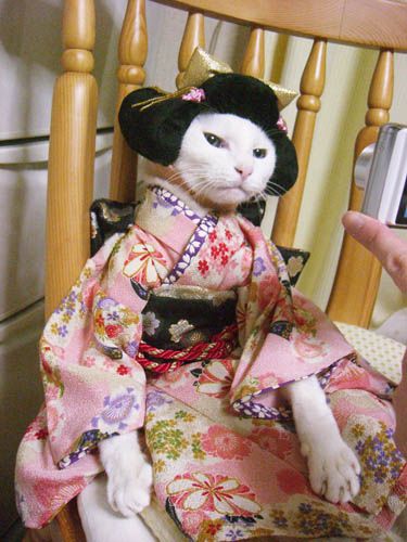 he7ix's tweet photo. @DadJokeMan @Joannered4 @steve_d24 @bunniboila Mitsubishi Teriyaki Sumo Geisha Dot Bukkake.
#JapanaBandOrSong
@Gurcharan247 @KennethReading
(#GeishaCat...) https://t.co/SgWinmfv6p