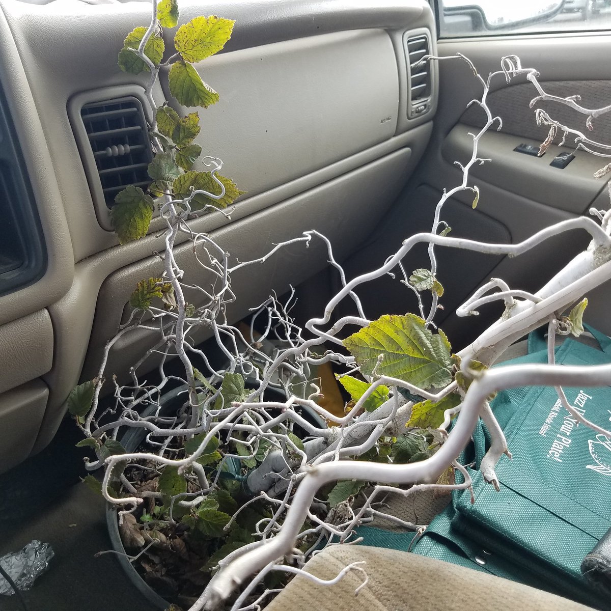 Because sometimes you just look at a plant and go "hey how YOU doing?" #plantgeek