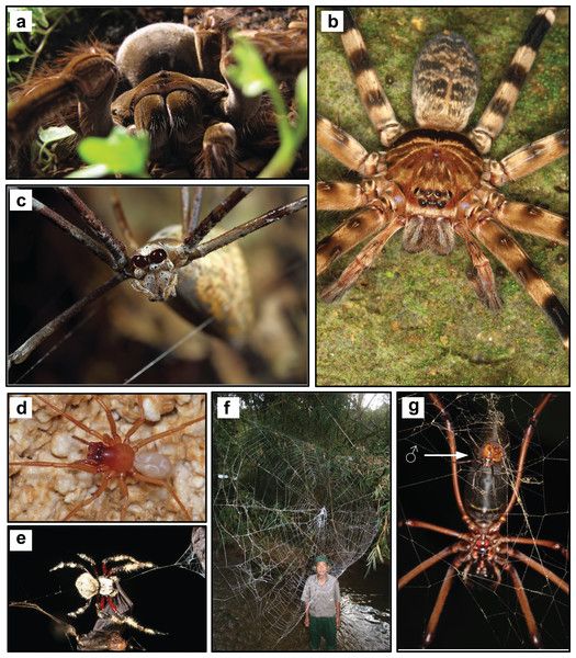 Record breaking achievements by spiders and the scientists who study them - buff.ly/2lXuLK5 #spiders #exoticpets #tarantulas