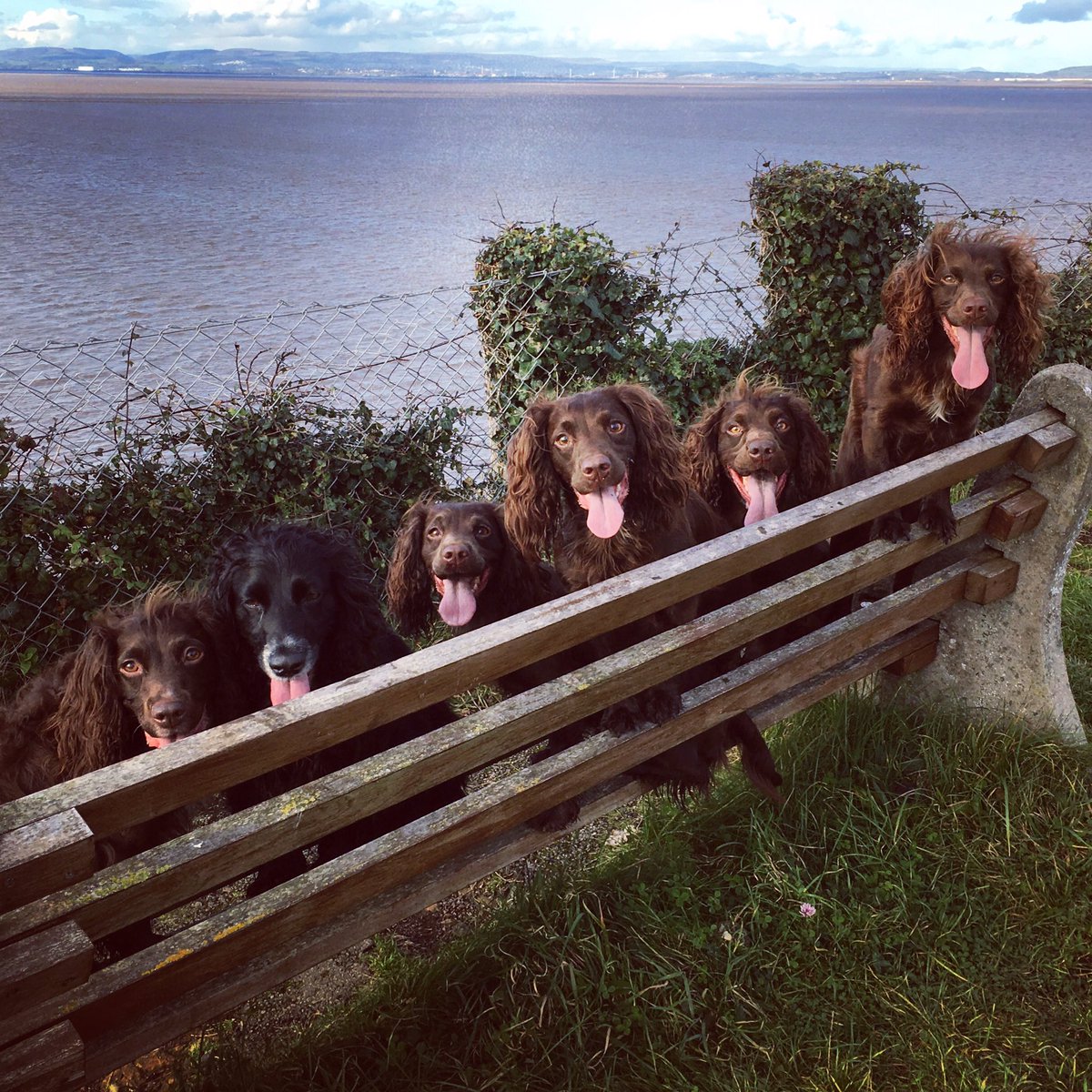 KellyTheVet's tweet photo. Oh haaai! We'll have fish 'n chips for 6 please. Large. ππππππ #heyfishyfishy https://t.co/CEb0wVbvMV