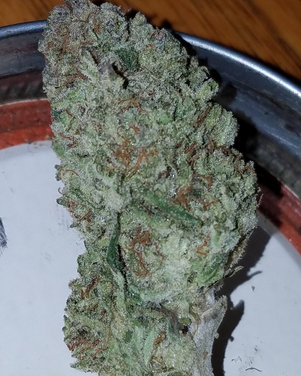 SmokinOG_203's tweet photo. Love me some Gorilla Glue 🦍😤🍁👽 #weed #gorillaglue #positivity #vibes #gas #flame #bestofthebest #StayWoke #BeHappy #marijauna #hightimes https://t.co/pOtAZNvnVm