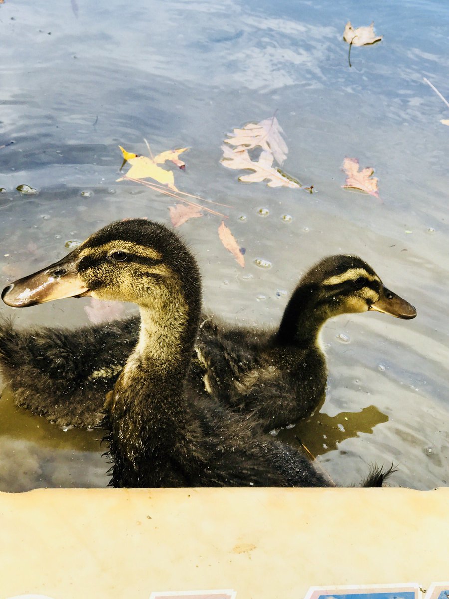 lularoe_nala's tweet photo. #myview #ducks #mallards #followedmehome #october #becauseoflularoe #lakelife #home https://t.co/T0zYTcx0ZA