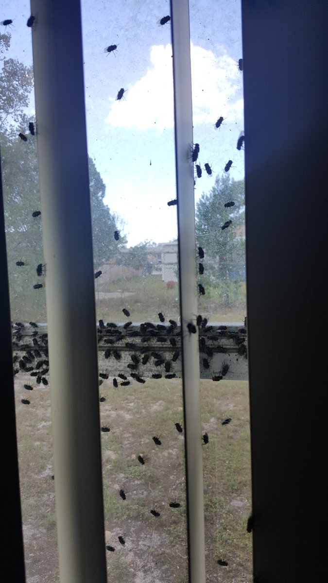 RyanAnthonyrr's tweet photo. Got flies??? Death flies are a sure sign you need the team from https://t.co/VZVsfsQYWi 844-4-All-Hazards "We are here to help!" https://t.co/3XTm4VZOr6