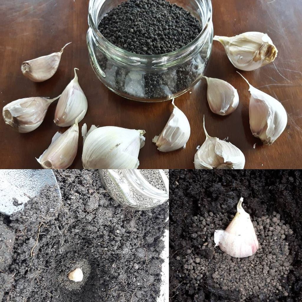 MindfulLorena's tweet photo. Planting bonemeal with garlic for winter. #whoknewgarlicwascarnivorous #gardening #garlicislife #seeyouinspring https://t.co/Pt7RRMC9JQ https://t.co/kYv0eEAX7I