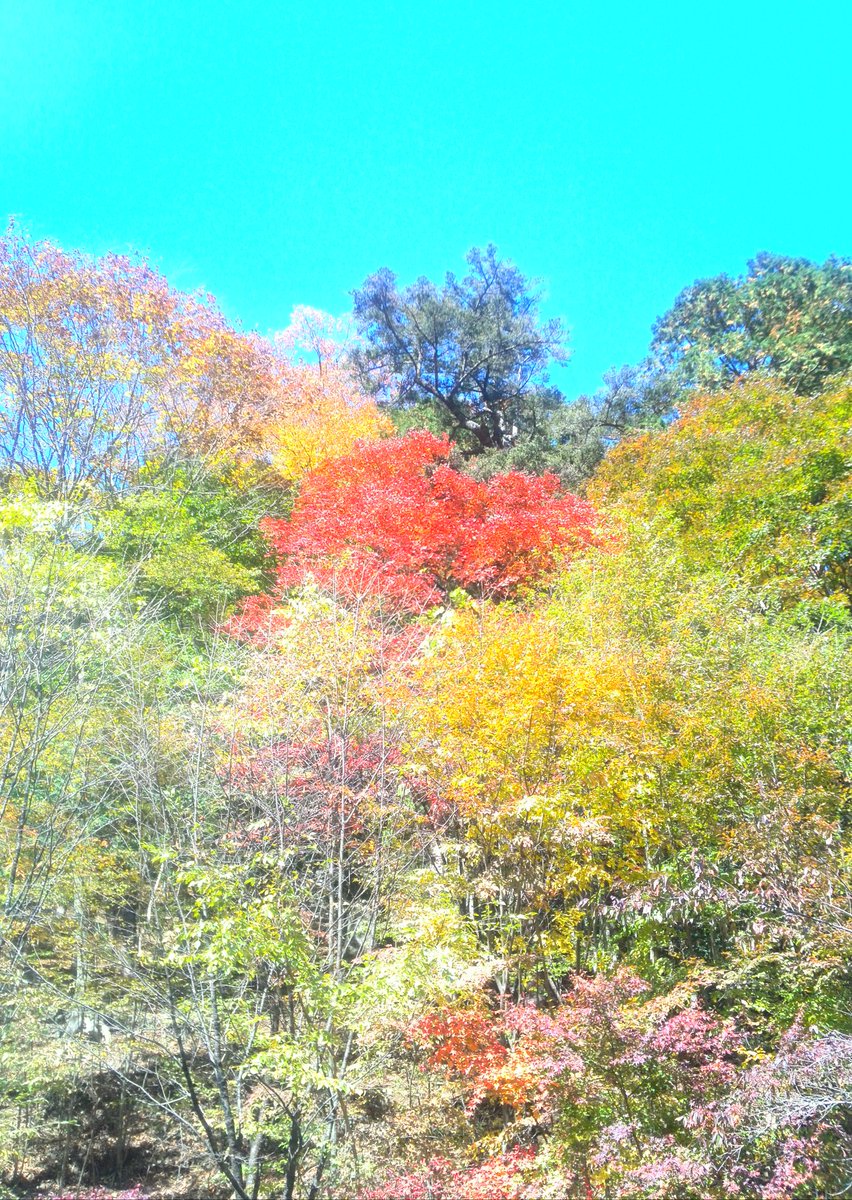 紅葉狩りに行きました