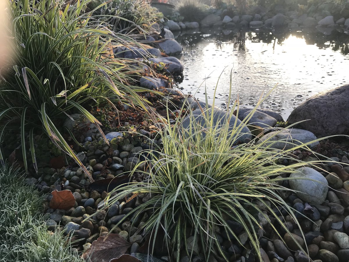 holhage's tweet photo. Gardenpond #vatteniträdgården #garden #garten #hage #have #jardin #trädgård https://t.co/Jx5Aqnk3AJ