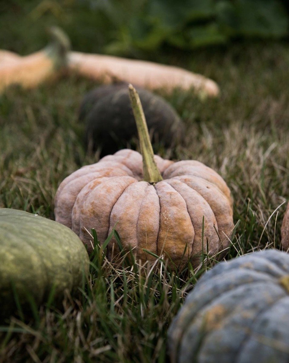 Whitney_Farms's tweet photo. It's The Great Pumpkin, Charlie Brown (📸: IG thegrayboxwood) https://t.co/8ACVn8kASB