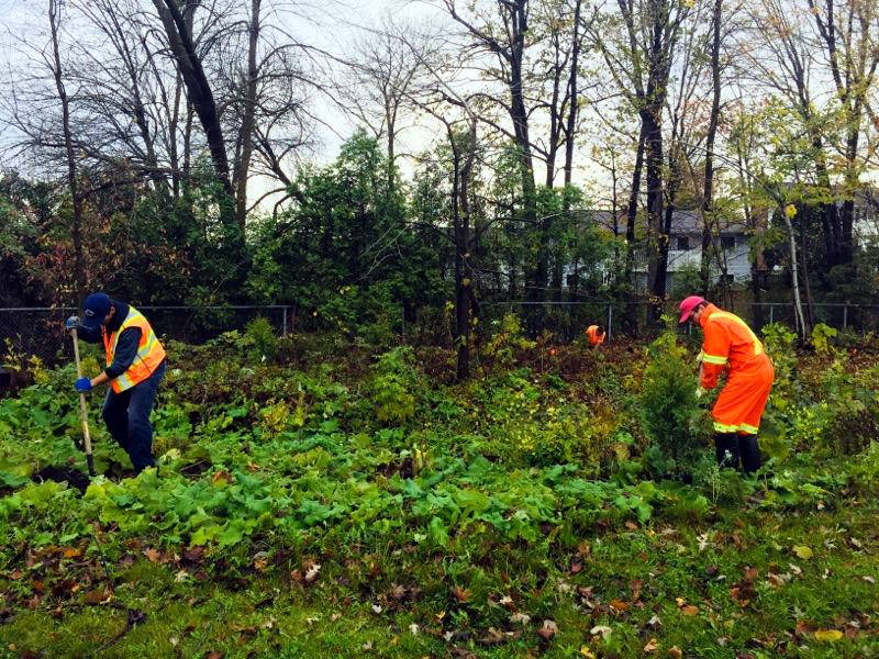 Trees planted in Nick Kaneb, Marguerite D’Youville woodlots bit.ly/2hhRcZf @CityofCornwall #cwlpoli https://t.co/nBT5TPlg9P
