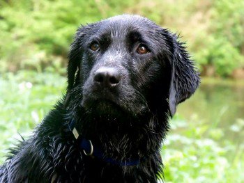 millypod1's tweet photo. SID IS HOME. THANKS FOR RT's 😊🐕
#Habberley #Shropshire #SY5
#SY6 #SY9
https://t.co/PUq6KWdZ3A https://t.co/n0I8UGZXxw