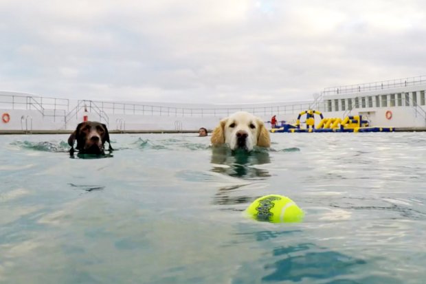 FrankandJellys's tweet photo. Some seriously lucky #dogs were given the VIP treatment at a #Cornwallpool on the last day of the swimming season! https://t.co/t1kHy13wyc https://t.co/AJTDlnQmjG