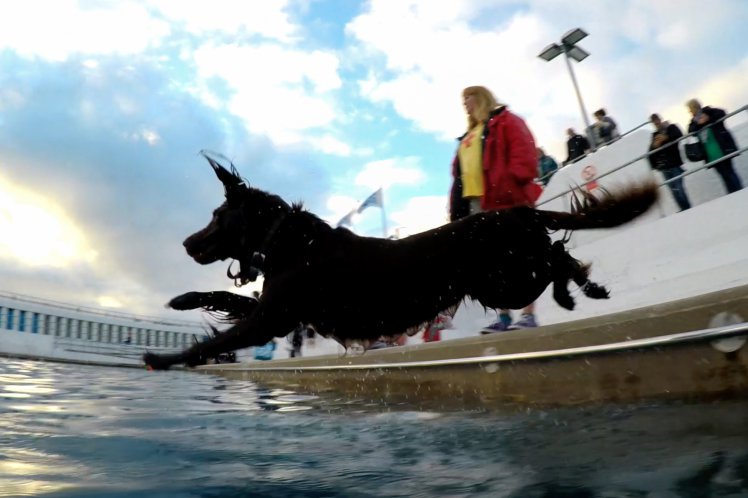 FrankandJellys's tweet photo. Some seriously lucky #dogs were given the VIP treatment at a #Cornwallpool on the last day of the swimming season! https://t.co/t1kHy13wyc https://t.co/AJTDlnQmjG