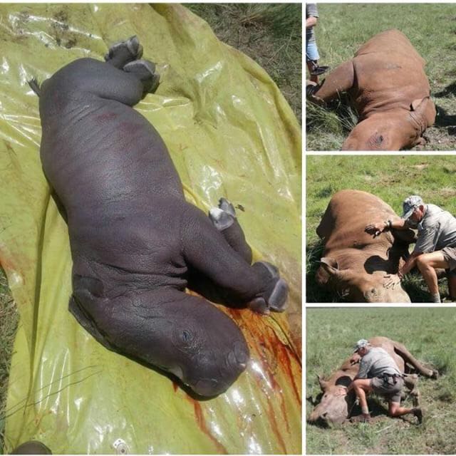 TheBig_Easy's tweet image. 11 Rhinos killed in Pilansberg in last 14 days!!! Terrible to see the killing of our big 5! Save the Rhino!