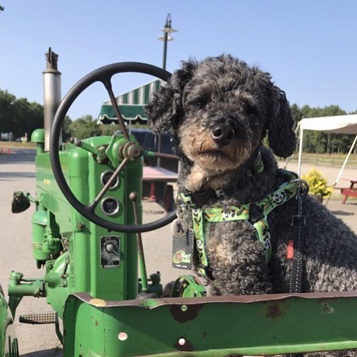DesignatedDog's tweet photo. #designateddog working the land! #farmlife https://t.co/cKdowOm8VL