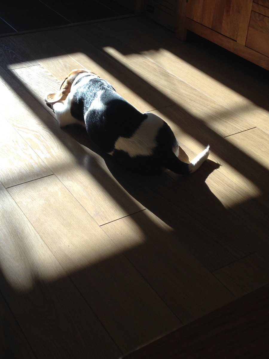 HodgesTracy's tweet photo. Bentley has spent the day hunting out where the sun comes in through the windows #lovesthesun #hatesthecold #puppylife 🐶🐾 https://t.co/k1HXBKb75Q