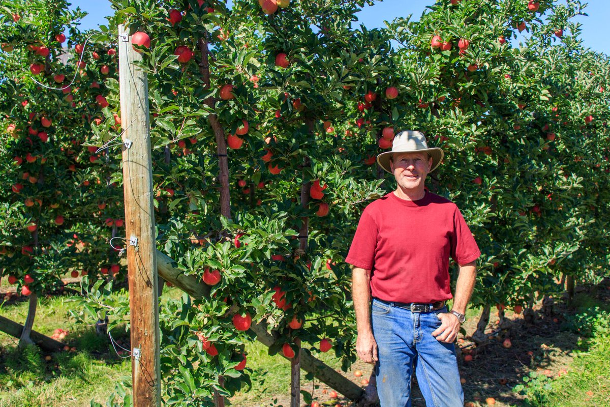 saveonfoods's tweet photo. Bob is one of over 430 growers from @bctreefruits #appleharvest #talkaboutlocal https://t.co/7DhUPY5qk2