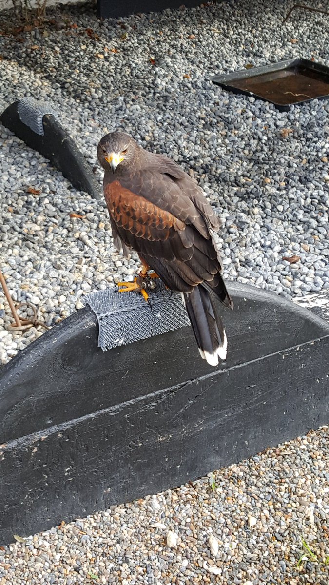 throughireeye's tweet photo. Beautiful Hawk in @Wells_House County Wexford. https://t.co/CvJNxHC0BE