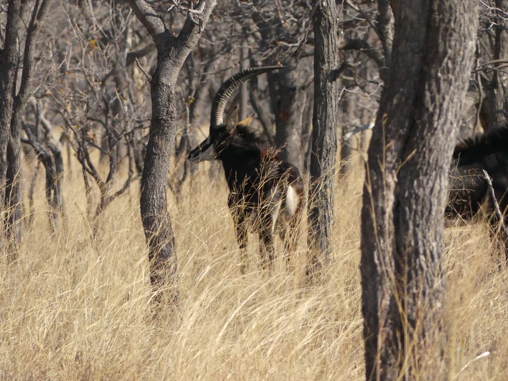 Chance spotting of a #sable - an elusive, endangered antelope in southern Africa. Nice. #EpicZimbabweJourney @MatambaBushCamp <a href="/IFWTWA/">IFWTWA</a>