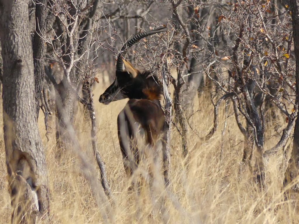 Elizabeth Willoughby tweet media