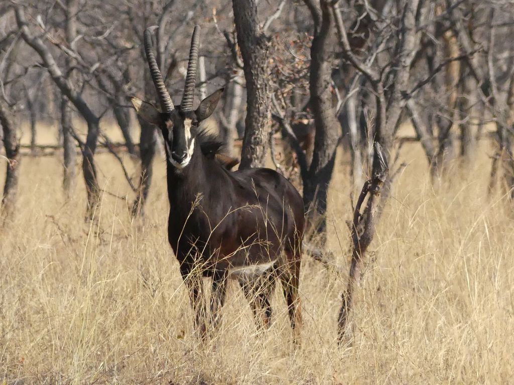 Elizabeth Willoughby tweet media