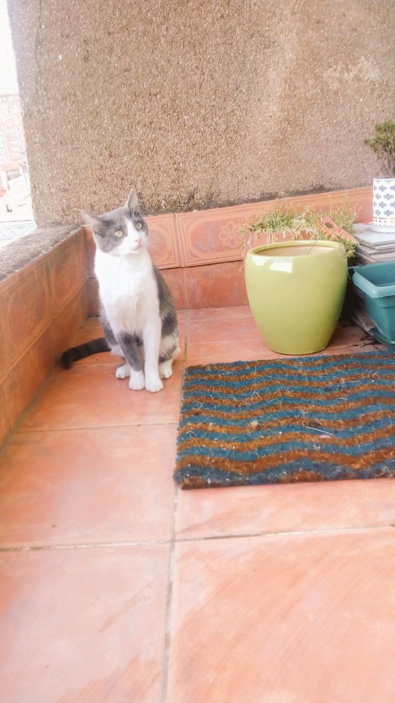 NASMEHSEN's tweet photo. Boly #bololoco @CosasdeGatosweb  @GATITOSCHILENOS  @LaLocaDlosGatos https://t.co/WajZEx7v3A
