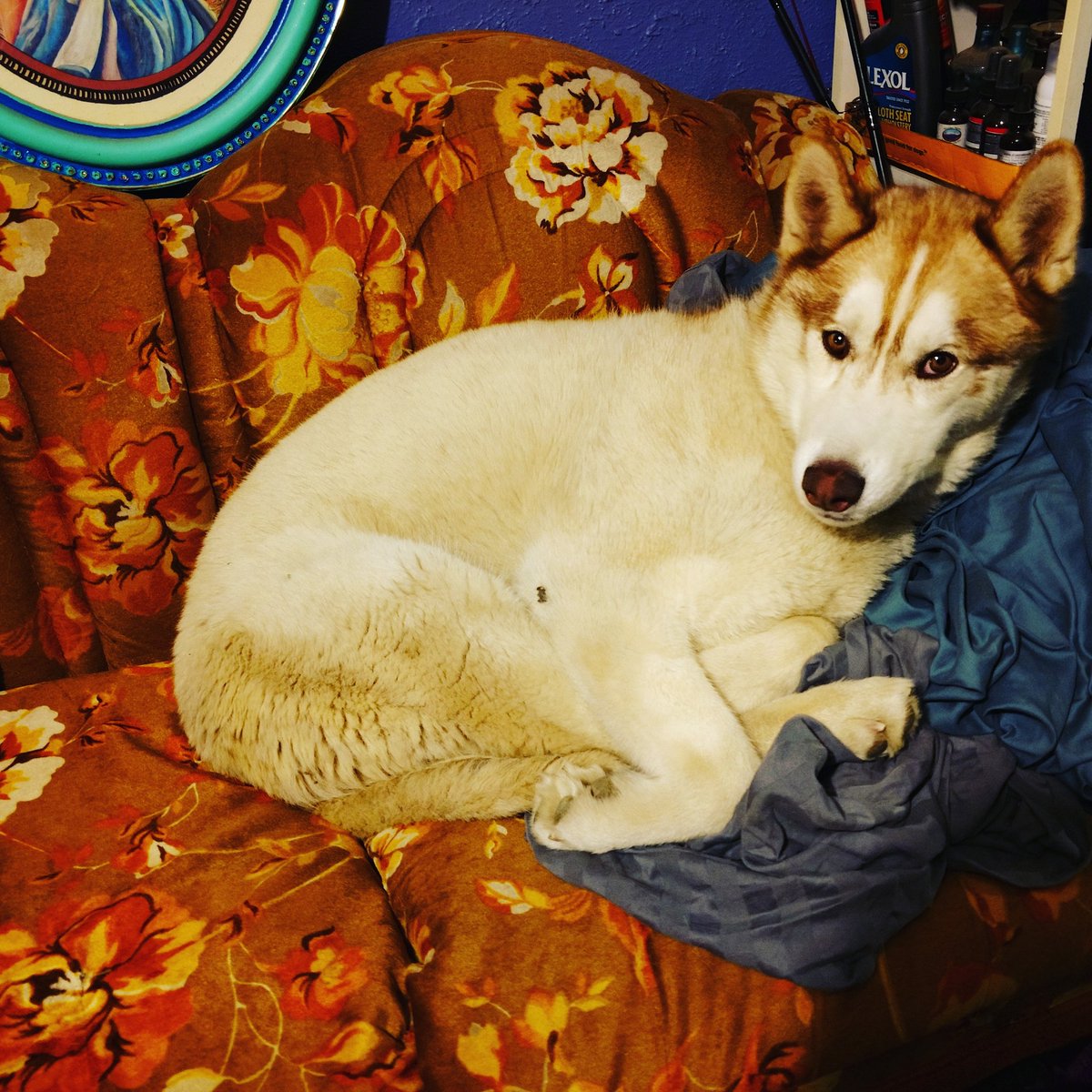 cospringswives's tweet photo. My dog Donnie 😍💕 #lovemydog #lovemypup #lovemyboys #doglovers #Dog #dogsoftwitter #coloradoraised #whosagoodboy #naplover #sleepypuppy #whosthecutest #ColoradoSprings #Colorado #coloradogrown #mydogiscutest #SweetDreams #napping #donotdisturb #sleeping #hitc https://t.co/ziMemq1y5P
