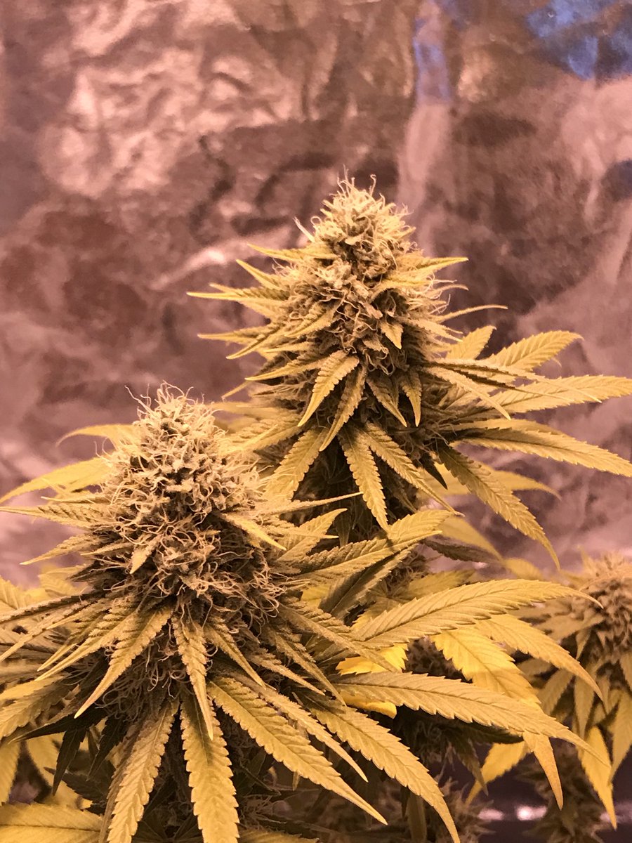 bearhead305's tweet photo. #weed #growcannabis #cannabis #tappinroots #alphanutrients #legalcannabis #growyourown #growweed #grow #terpene #smoke #terps #growourown https://t.co/KoXq7vgQ7w